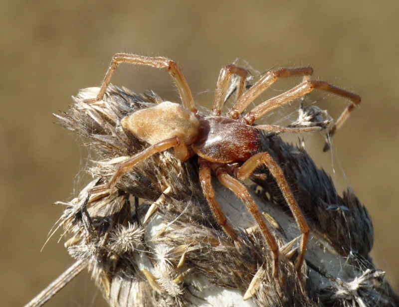 Cheiracanthium punctorium ?